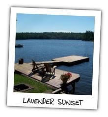 Lavender Sunset