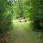 Path through the forest