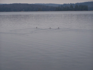 Morning friends - before the snow