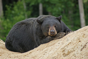 Grin and Bear it