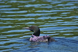 Redstone Lake Loon