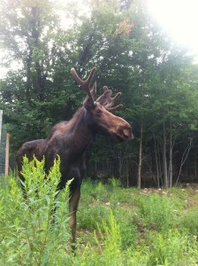 Meet Hershe, the resident moose at the Haliburton Forest and Wildlife Reserve