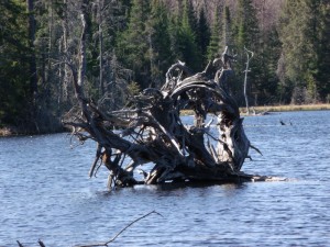 Marshland driftwood - Kennisis Lake