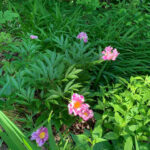 Natural foliage with summer in full bloom