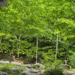 Welcoming wildlife